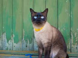 The birman is another attractive pointed cat breed with blue eyes. 10 Best Cat Breeds With Blue Eyes