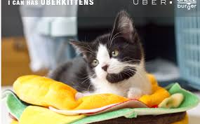 In functie de marimea obiectului orele suplimentare: You Can Probably Not Has Uber Kitten Digiday