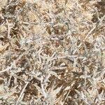 Image result for Dicoma capensis