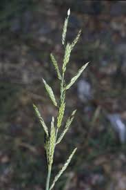 Image result for Eriochloa