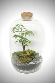 Forest Medium Polyscias Jardin De Verre Green Factory Jardins
