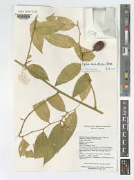 Image result for Opilia amentacea