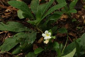 Image result for Crabbea velutina