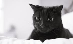 Cu toate acestea, ce înseamnă când visezi pisici? Ce Inseamna Cand Visezi Pisica Semnificatii Pisica In Vis Yve Ro