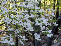 It's a plant you'll want to take a close look at; Cornus Florida Wikipedia