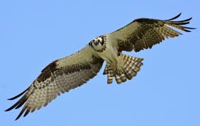 Bird With Red Triangle On Back Of Head Seahawk Bird Hd Wallpaper Animals Wallpapers Passaro Gaviao Gaviao