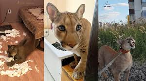 Toužíte po tetování, ale bodání jehel do kůže vás zrovna dvakrát neláká? Pobaveni Klesat Postavte Se Misto Toho Puma Vyznam Tetovani 100proadru Cz