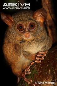 Strange looking tiny night creatures. 10 Tarsier Ideas Tarsier Primates Mammals