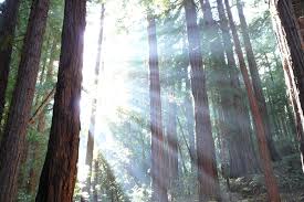 Born 176 years ago today, john muir is possibly the most renowned american naturalist, writer and philosopher — and for good reason! 730 Acres Of Millennia Old Redwoods To Become Public Park Gearjunkie