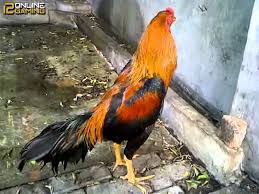 Pin On Sabung Ayam 12onlinegaming