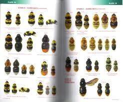 Field Guide To The Bees Of Great Britain And Ireland