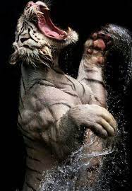 Awsome Tiger Freeze Framed With Water Flying And Muscles Flexing Animals Animal Photography Cats