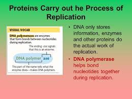 There are tons of gantt chart excel templates in the internet. Chapter 8 From Dna To Protein 8 Ppt Download