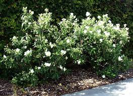 Carpenteria Californica Bush Anemone Really Pretty Reminds Me Of Roses Without The Thorns I Like The Dark Leaf Low Water Plants Plants Cottage Front Garden