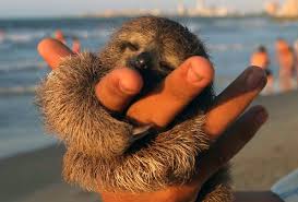 See more ideas about sloth, baby sloth, cute sloth. 100 Unbearably Cute Sloth Pics To Celebrate The International Sloth Day Bored Panda
