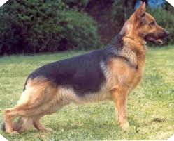 The German Shepherd Dog ( Alsatian ) Club of the U.K. Home