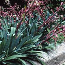 Image result for Beschorneria yuccoides