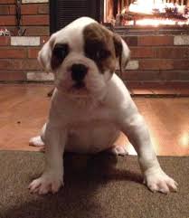 Dogs for sale puppies for sale dog breeders dog wanted dog rescue missing dogs stud dogs advertise / place ad pet scam alerts previous puppies for we currently have 1 male and 1 female american bulldog pups left. American Bulldogs Johnson For Sale Indiana