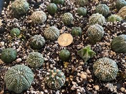 Image result for Thesium asterias