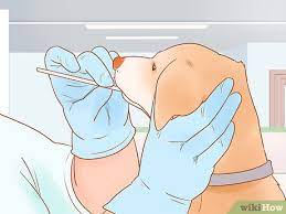 3 Ways To Check A Dog's Pedigree - Wikihow Pet