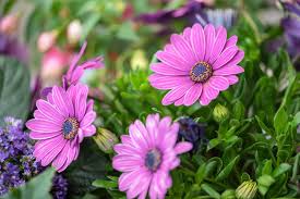 Image result for foto Osteospermum