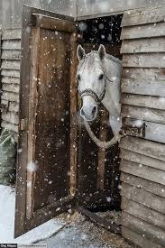Horse Horses Horse Love Pretty Horses