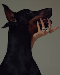Deadfix Doberman Cute Animals Dogs