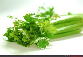Daun ketumbar atau cilantro mungkin tak sepopuler seledri. Apa Beza Daun Sup Daun Ketumbar Apa Bezanya