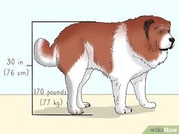 Caucasian shepherd dog breed standard; 3 Ways To Identify A Caucasian Shepherd Dog Wikihow