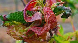Maybe you would like to learn more about one of these? The Peach Leaf Curl Disease Taphrina Deformans Kalliergeia