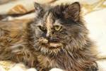 Tortoiseshell Persian Kittens - Doll Face Persian ...