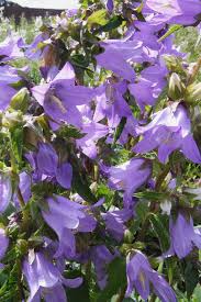 Campanula Trachelium Or Nettle Leaved Bellflower Found In Woods And Hedge Banks Usually On Clay Soils Is This Purple Flowers Garden Shade Plants Perennials