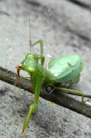 Dealscove promise you'll get the. Pregnant Praying Mantis In My Garden Stock Photo Picture And Royalty Free Image Image 115681962