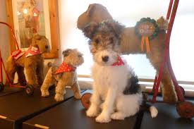 It requires consistent training and may challenge authority on occasion. Spot The Real One Wire Fox Terrier Pet Fox Fox Terrier Puppy