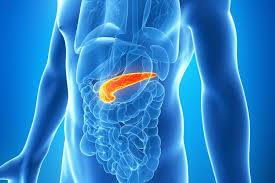 Image result for pancreas)
