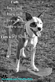 We spent over $1,000,000 on dog care expenses in 2020. Sad Pitbull Quotes Quotesgram