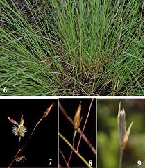 Image result for Sporobolus