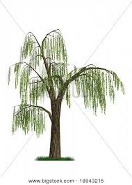 Willow Tree On Logo 3d Model Of A Weeping Willow Tree Isolated On White Background Willow Tree Tattoos Weeping Willow Tree Willow Tree