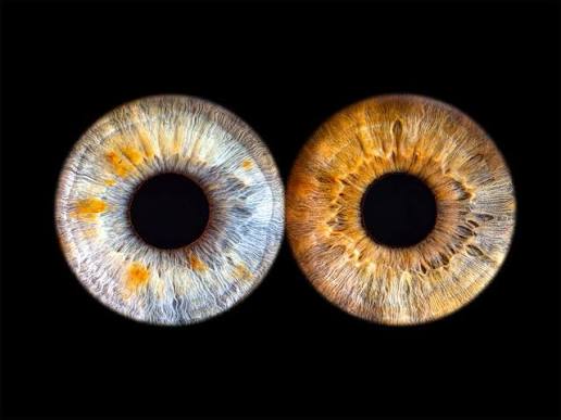 Two iris artwork