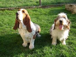 Image result for malý vendéeský hrubosrstý honič