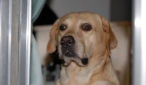 Funny Labrador Face Hundar