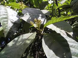 Image result for Persea