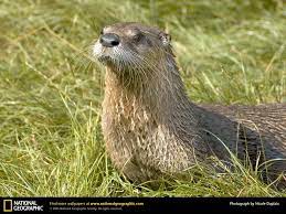 Wet But Alert River Otter Otters Native American Animals