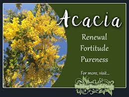 Acacia Meaning Symbolism Flower Meanings Symbolism