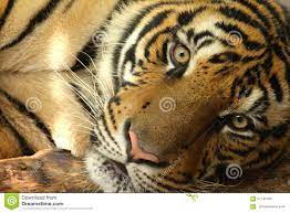 Tiger Eyes av Thailand arkivfoto. Bild av galet, abstrakt - 57745700
