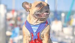 Dog Friendly Cruise & Pride Celebration