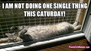 Caturday is the tradition of posting lolcats to 4chan on saturdays. Caturday Meme Funny Cat Meme
