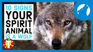 We have a multitude of astrological signs that each pertain to different areas of our lives. What Is Your Spirit Animal Wolf Edition Youtube