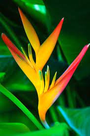 Pin On Visuals Tropical Plants Flowers