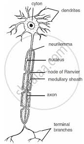 Maybe you would like to learn more about one of these? Explain The Structure Of Neuron With The Help Of A Labelled Diagram Science Shaalaa Com